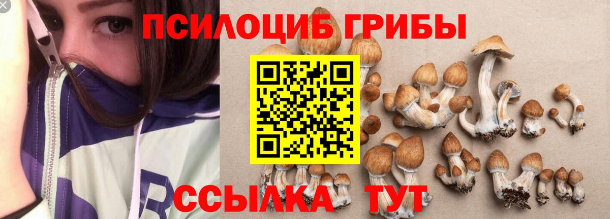 Псилоцибиновые грибы Psilocybine cubensis  Псилоцибиновые грибы прущие грибы  Обнинск  Вход с VPN 